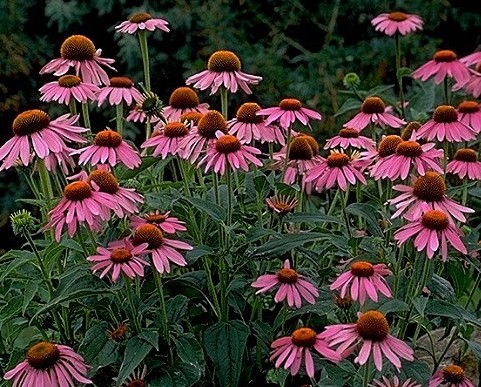 Echinacea One