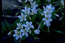 Springbeauty